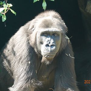 Western Lowland Gorilla (Gorilla gorilla gorilla)