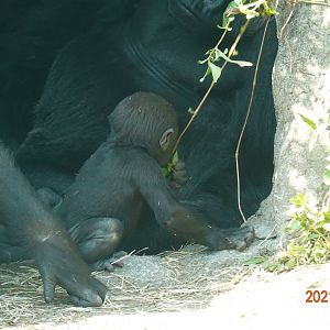 Western Lowland Gorilla (Gorilla gorilla gorilla)