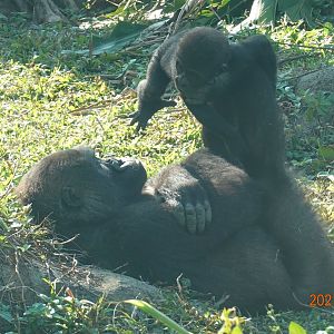 Western Lowland Gorilla (Gorilla gorilla gorilla)