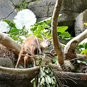 Formosan Serow (Capricornis swinhoei)