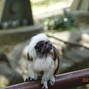 Cotton-top Tamarin (Saguinus oedipus)