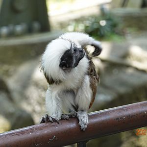 Cotton-top Tamarin (Saguinus oedipus)