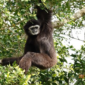 Lar Gibbon (Hylobates lar)