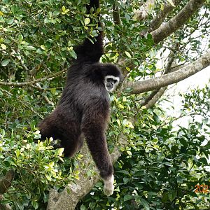 Lar Gibbon (Hylobates lar)