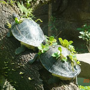 Painted Terrapin (Batagur borneoensis)