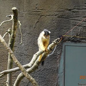 Bolivian Squirrel Monkey (Saimiri boliviensis boliviensis)