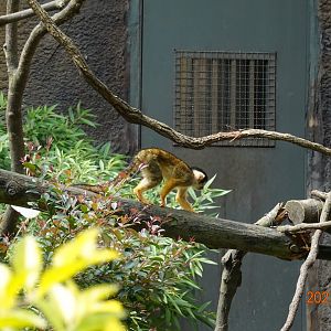 Bolivian Squirrel Monkey (Saimiri boliviensis boliviensis)