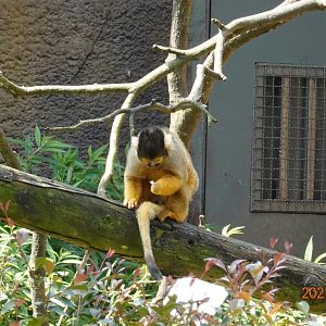 Bolivian Squirrel Monkey (Saimiri boliviensis boliviensis)