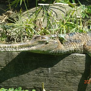 False Gharial (Tomistoma schlegelii)