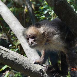 Colombian White-faced Capuchin (Cebus capucinus)