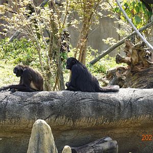 Geoffroy's Spider Monkey (Ateles geoffroyi) and Black-headed Spider Monkey (Ateles fusciceps)