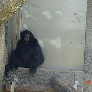 Siamang (Symphalangus syndactylus)