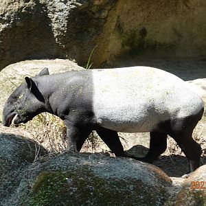 Malayan Tapir (Tapirus indicus)