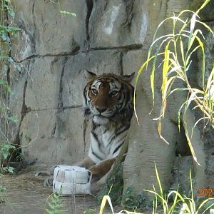 Bengal Tiger (Panthera tigris tigris)