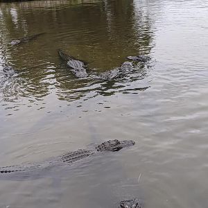 Large Gator Pond
