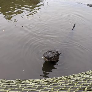 Large gator pond
