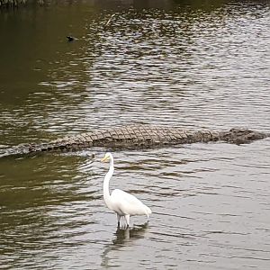 American Crocodile
