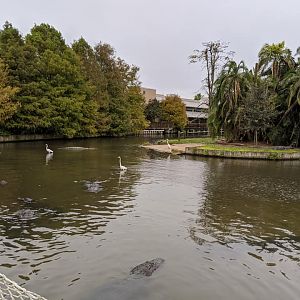 Large gator pond