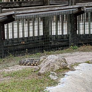 Cuban crocodile