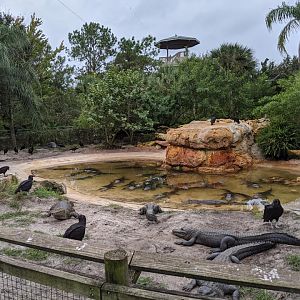 American alligator and Cuban crocodile