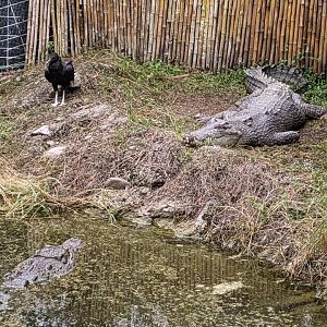 Saltwater crocodiles