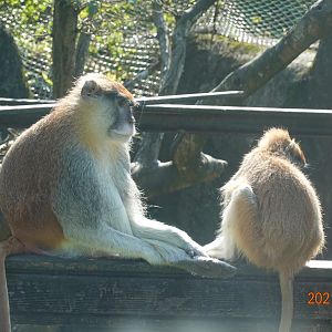 Patas Monkey (Erythrocebus patas)