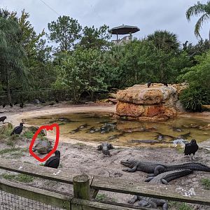 Cuban crocodile in Alligator enclosure