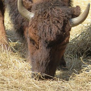 American Bison (2019)