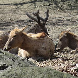 Pere David's Deer (2019)