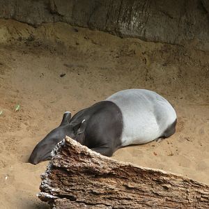 Malayan Tapir (2019)