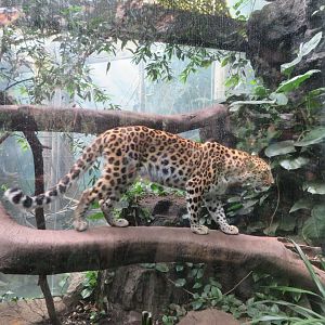 Amur Leopard (2019)