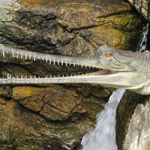 Indian Gharial (2019)