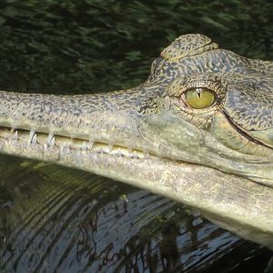 Indian Gharial (2019)