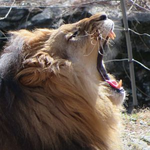 African Lion Yawning (2019)