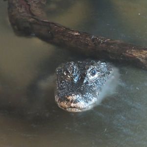 Chinese Alligator (2019)