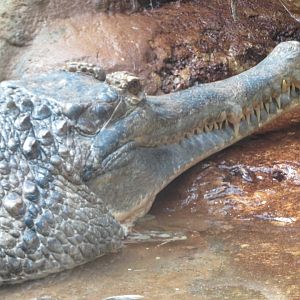 False Gharial (2019)
