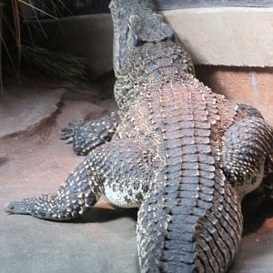 Cuban Crocodile (2019)