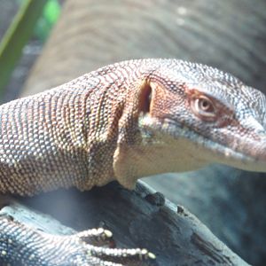 Mertens Water Monitor  (2019)