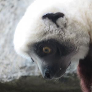 Coquerels Sifaka (2019)
