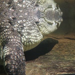 Nile Crocodile (2019)
