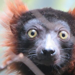 Red Ruffed Lemur (2019)