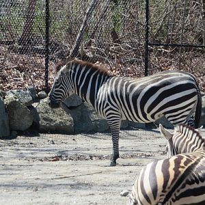 Plains Zebra (June 2020)
