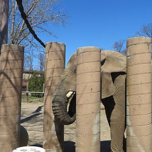 African Elephant (June 2020)