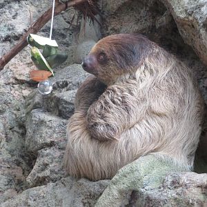 Linnaeus Two Toed Sloth (June 2020)