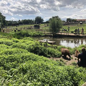 View over capybara enclosure