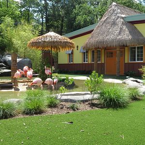 American Flamingo Habitat (Summer 2020)