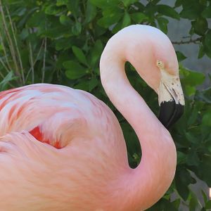 American Flamingo (Summer 2020)