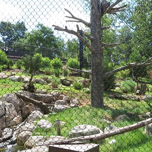 Andean Condor Habitat (Summer 2020)