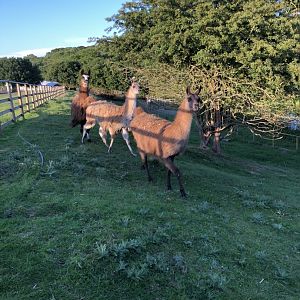 View of guanaco enclosure