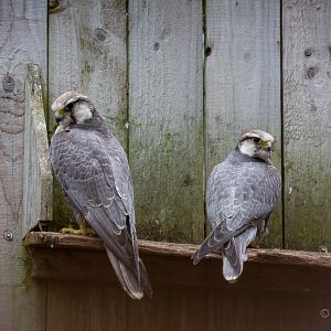 Laggar falcon : Cotswold Falconry Centre : 04 Sep 2020